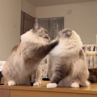 弟猫を殴る兄猫