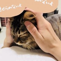 飼い主さんに目のマッサージをされるキジトラ猫