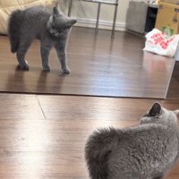 鏡に向かって威嚇する子猫
