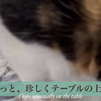 テーブルへ登るミケ