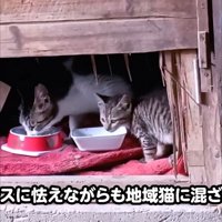 外でごはんを食べる子猫