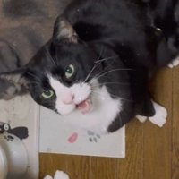 ガラガラとした声をあげるハチワレ猫