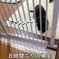 柵の前で待つくろまめちゃん