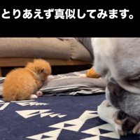 前足をなめる子猫