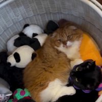 ぬいぐるみ入れに入った猫