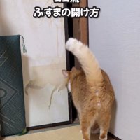 襖の前で立ち止まる猫