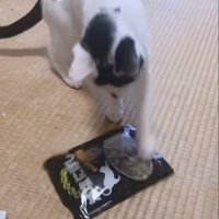 煮干しに猫パンチ