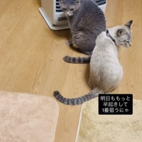 ストーブに並ぶグレートラ猫とシャムトラ猫