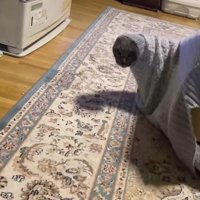 セーターに入った猫