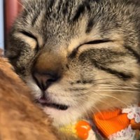 目を閉じている猫