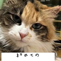 猫の顔