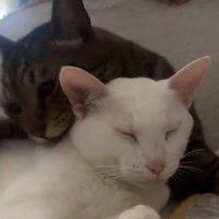 仲睦まじい二匹の猫