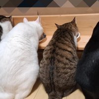 並んで座る猫の後ろ姿