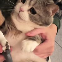 爪を切られる猫