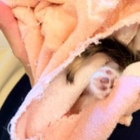 抱かれている子猫