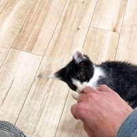 手にじゃれるロアちゃん