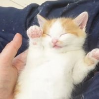 眠る茶白猫