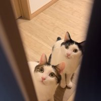 隙間から見ている2匹の猫