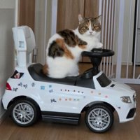 車と猫