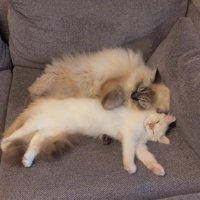 寄り添って寝る2匹の猫