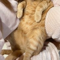 抱かれている猫