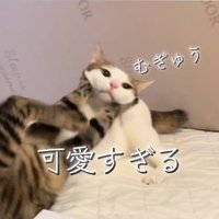 両前足で顔を挟まれているキジ白