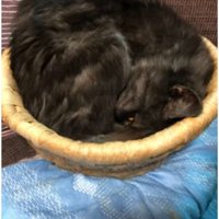 寝ている猫