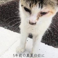 立っている子猫