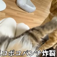 テロップ「ポコポコパンチ～」