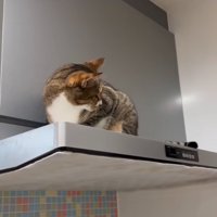 レンジフードの上にのぼる猫