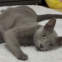 寝転がっているカメラ目線の猫