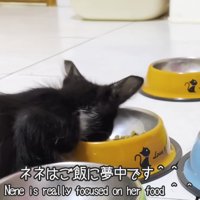 ごはんを食べる子猫