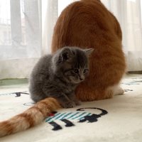 成猫の後ろで座る子猫