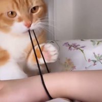 飼い主の腕に付いた髪ゴムを何度も伸ばす猫
