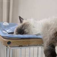 冷感マットの上で眠る猫