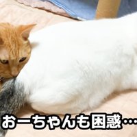 猫のおしりを枕にしている猫