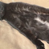 室内にいる猫