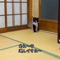 入ってくる猫