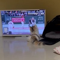テレビに手を伸ばす猫1