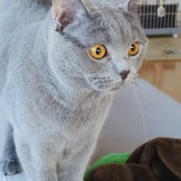 飼い主さんのもとへやってきたブリティッシュショートヘア