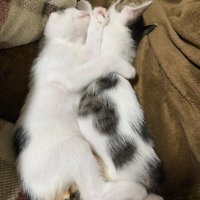 くっついて寝る子猫たち