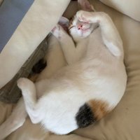 生後3カ月の子猫
