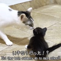 接触している猫2匹
