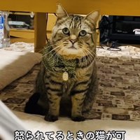 飼い主に叱られるキジトラ猫