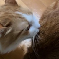 毛づくろいする猫