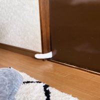 もう一度手を出す猫