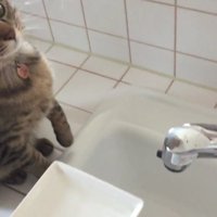 用意された水に反応するキジトラ猫