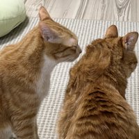 茶トラ猫の頭を見つめる茶白猫