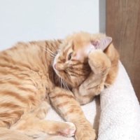 毛づくろいをする猫