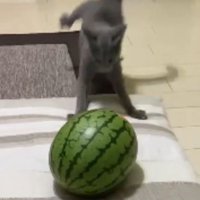 猫とスイカ
